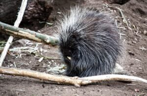 Advanced Tips for Porcupine Enclosure Enrichment Beyond Basics