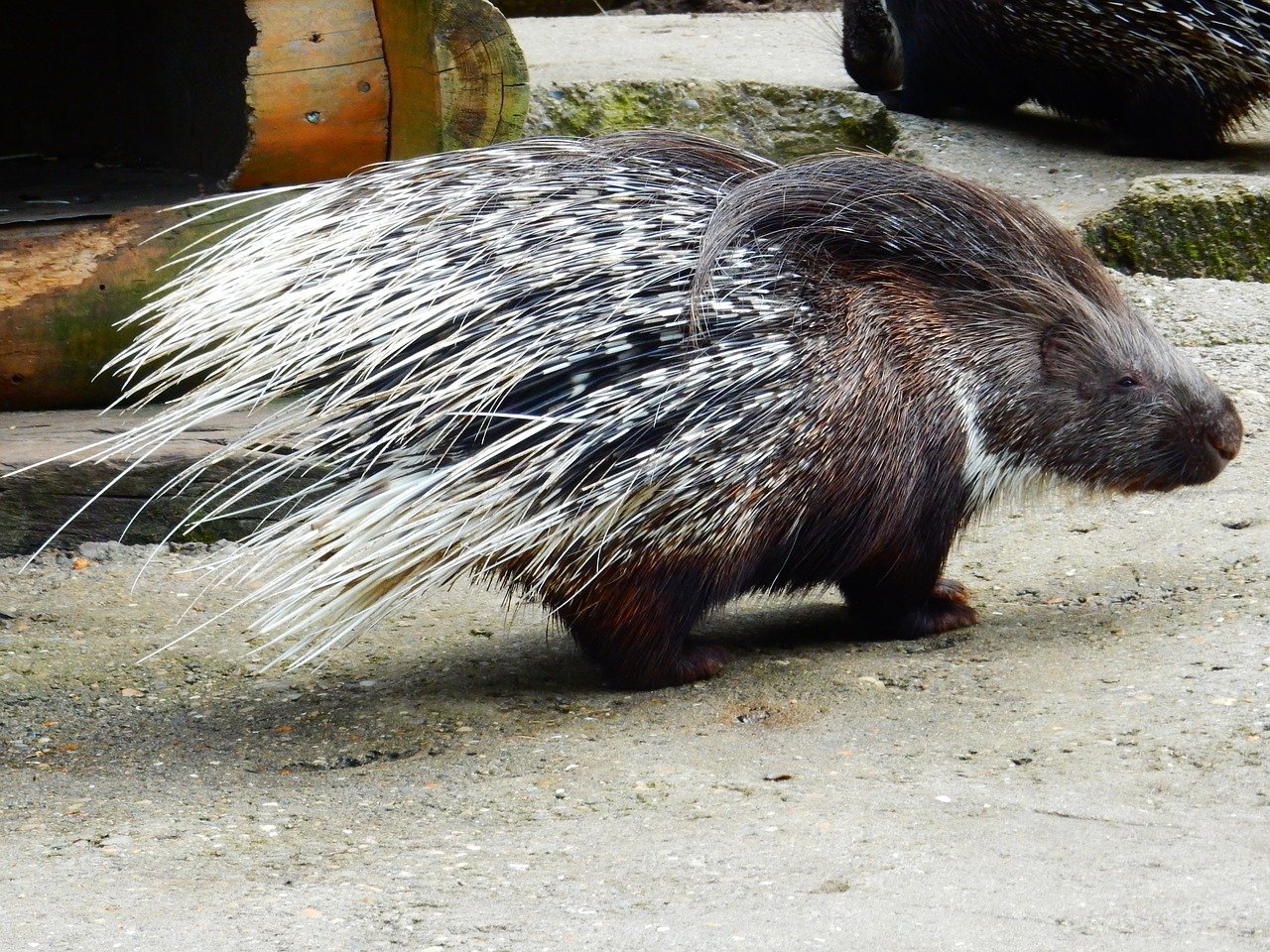 Animal Welfare Laws Ensuring the Well being of Your Porcupine