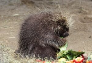 Balanced Bites Crafting a Nutrient Rich Porcupine Diet