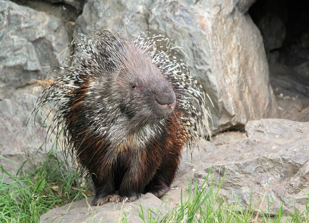 Behavioral Indicators of Health Issues What Your Porcupines Actions Might Tell You