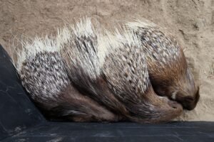 Bringing Quills into the World A Comprehensive Guide to Porcupine Reproduction