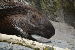 Chewy Choices Selecting Safe and Enjoyable Chew Toys for Porcupines