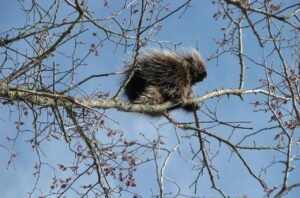 Climbing Craze Safe and Exciting Platforms for Porcupine Exploration