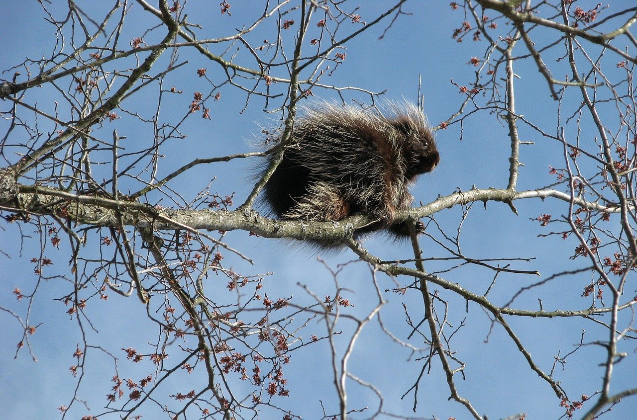 Climbing Craze Safe and Exciting Platforms for Porcupine