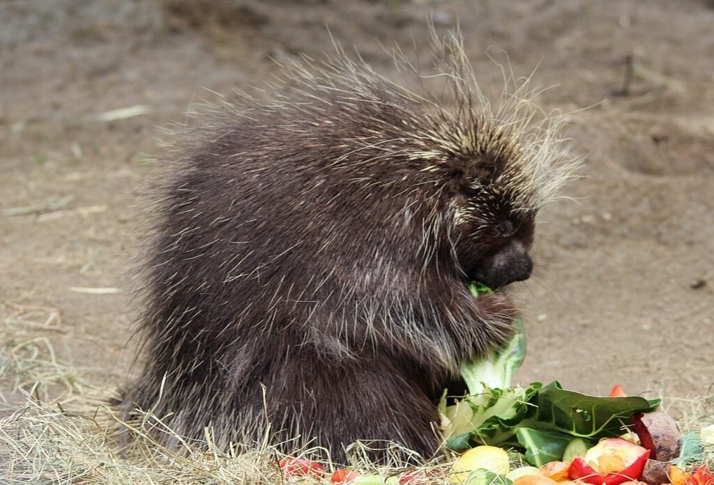 Crate Training Tips for Porcupines Creating a Safe and Comfortable Space