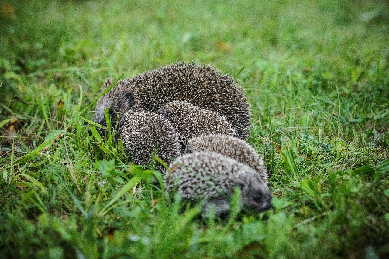 Creating Little Quill Pals The Ins and Outs of Porcupine Breeding