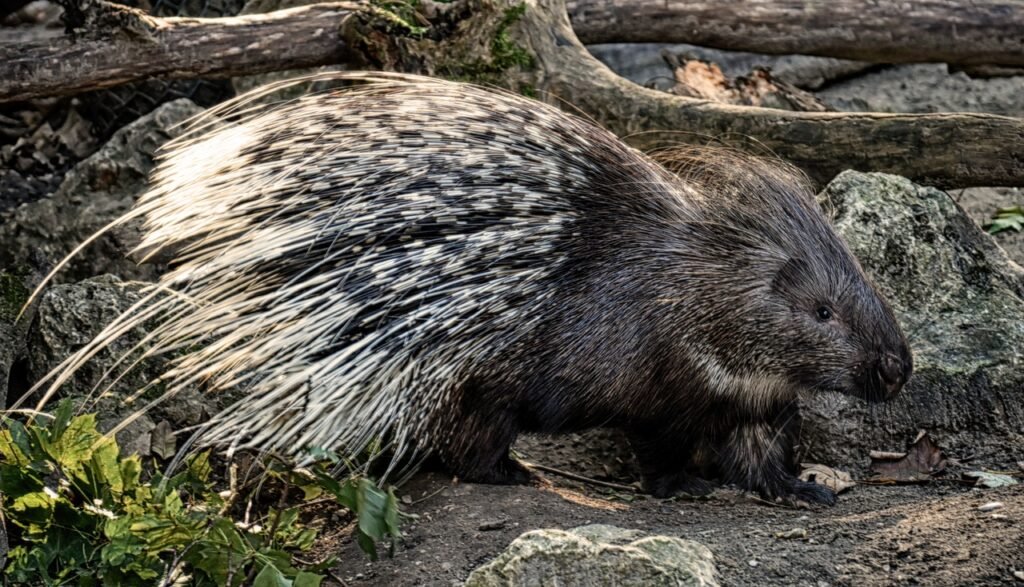 Creating the Perfect Porcupine Paradise A Guide to Habitat Design