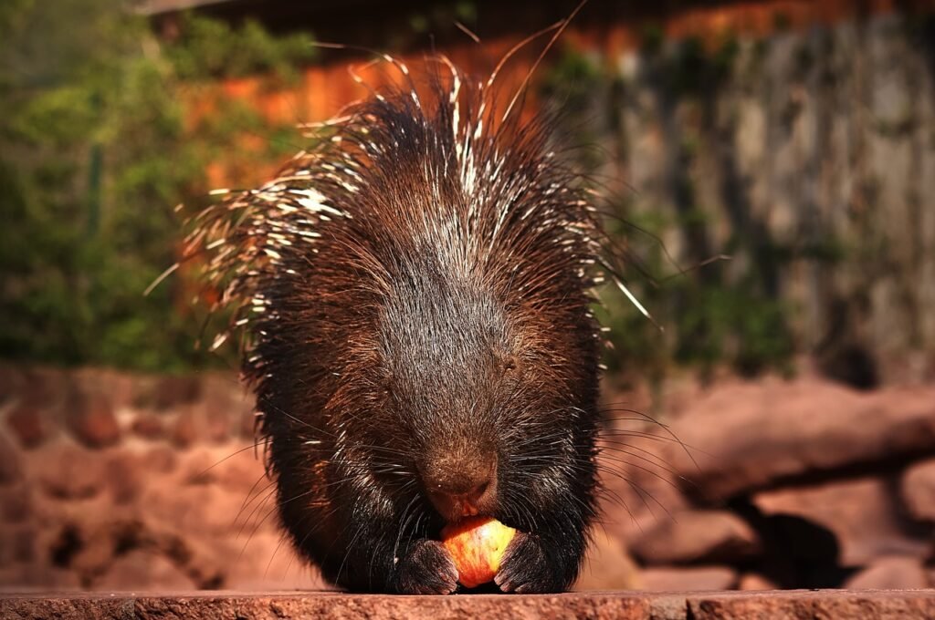 Dental Care for Porcupines Keeping Those Quills Healthy