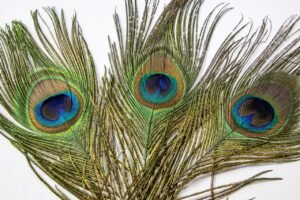 Feathered Friends Incorporating Feather Toys into Porcupine Play