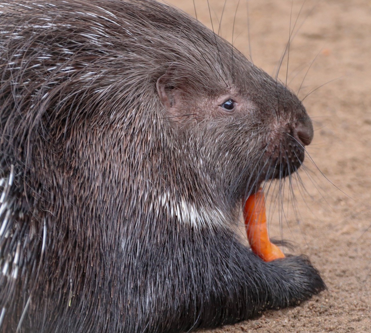 From Bark to Berries Exploring the Natural Diet of Porcupines