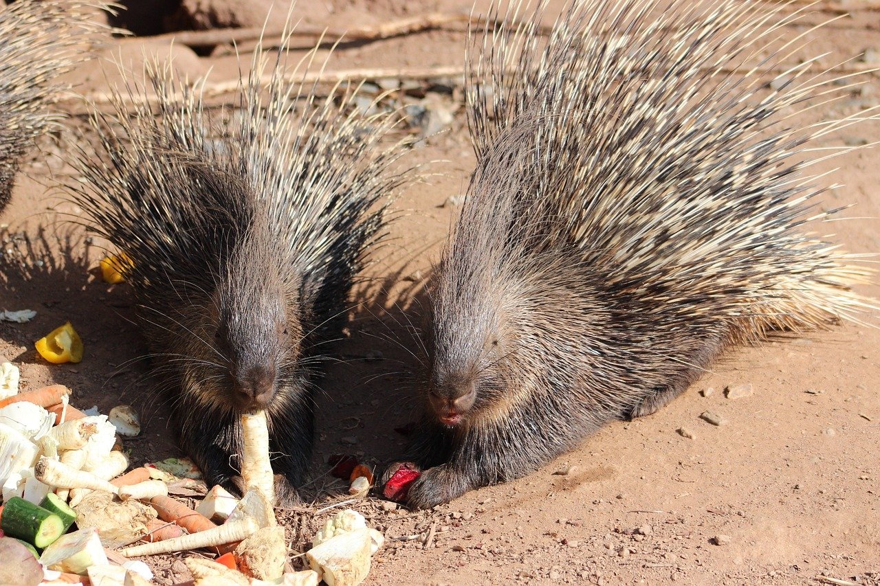 From Courtship to Cuteness A Porcupine Breeding Journey