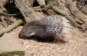 From Nest to Play Area Understanding Porcupine Living Spaces