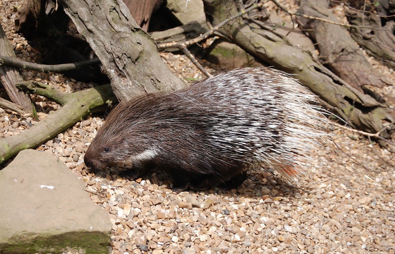 From Nest to Play Area Understanding Porcupine Living Spaces