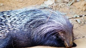 Grooming Your Porcupine A Guide to Quill Maintenance