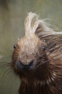 Harness Training for Porcupines Safely Exploring the Outdoors Together