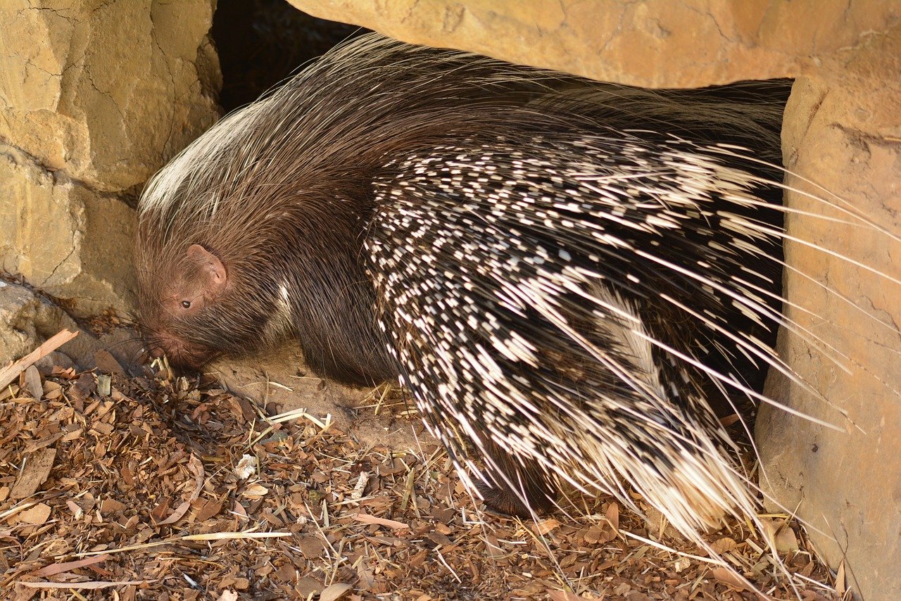 Hide and Seek Creating Hideouts and Burrows for Porcupine Fun