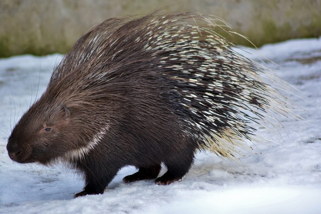 Home Sweet Quills Essentials of Porcupine Enclosures