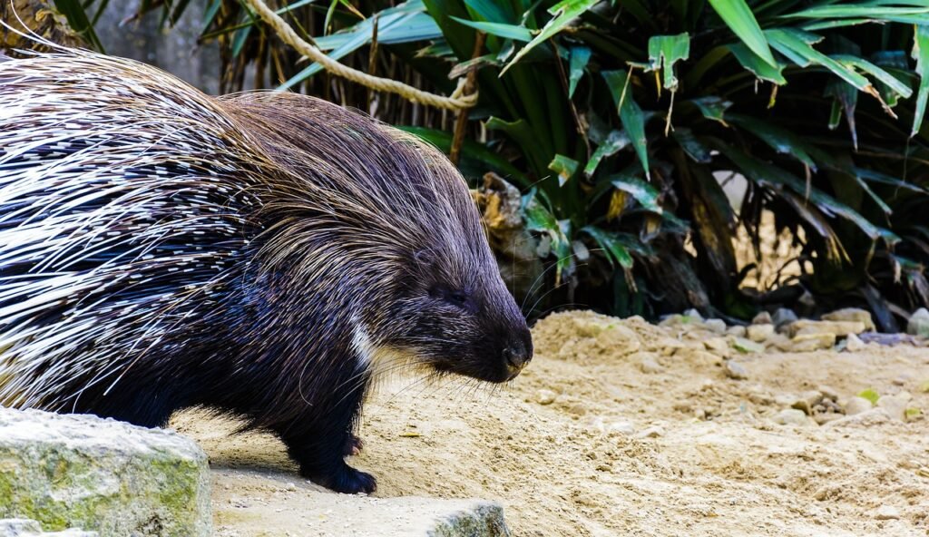 Keeping Your Porcupine Mentally Sharp