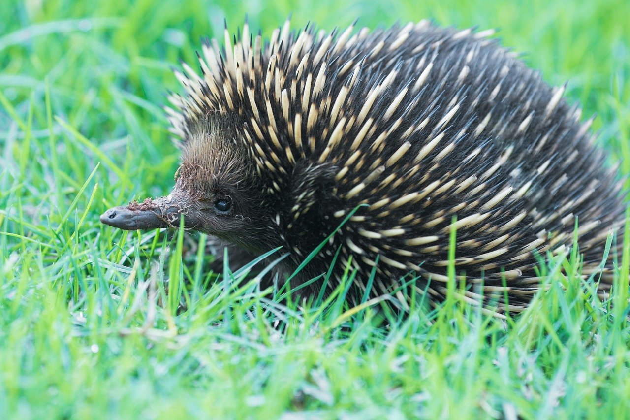 Legal Rights of Porcupines Advocating for Ethical Treatment and Conservation