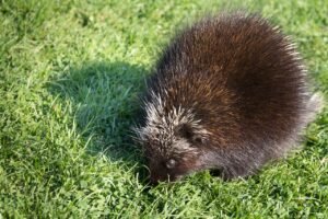 Parasite Prevention and Control in Porcupines