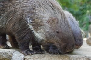 Parenthood with Prickles Navigating Porcupine Reproductive Behaviors