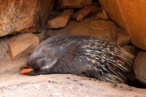 Porcupine Paradise Integrating Nature into Captive Environments