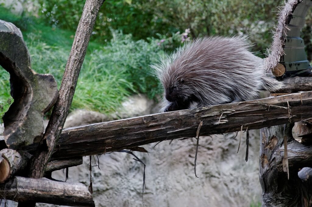 Puzzle Paradise Interactive Feeders for Porcupine Enrichment