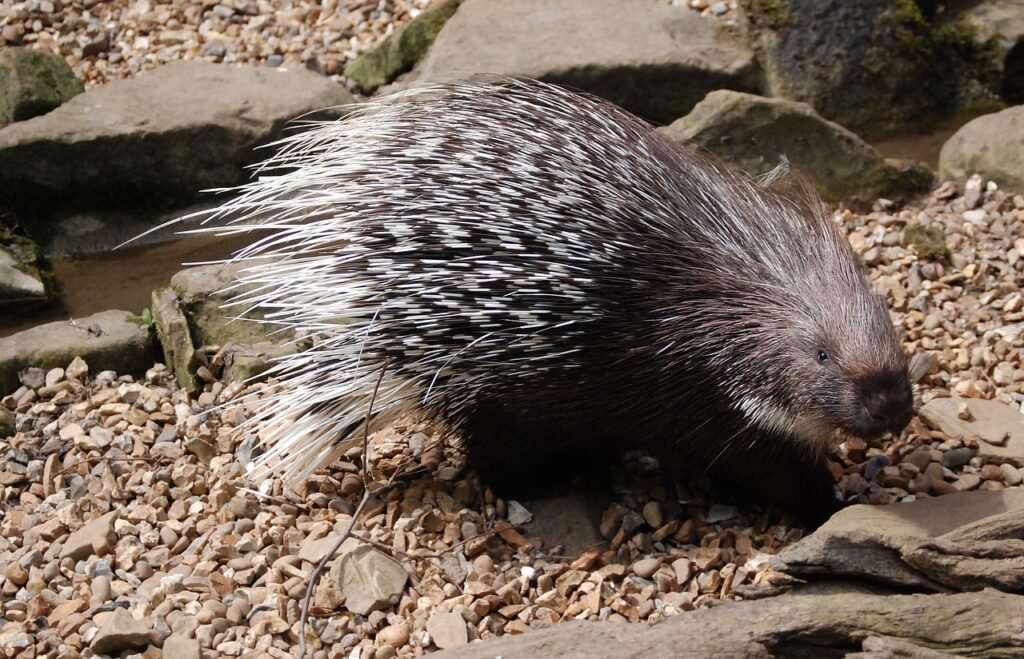 Safe and Sound ensuring a Secure Environment for Your Porcupine