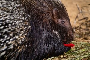 Seasonal Feasting Adapting Your Porcupines Diet Throughout the Year