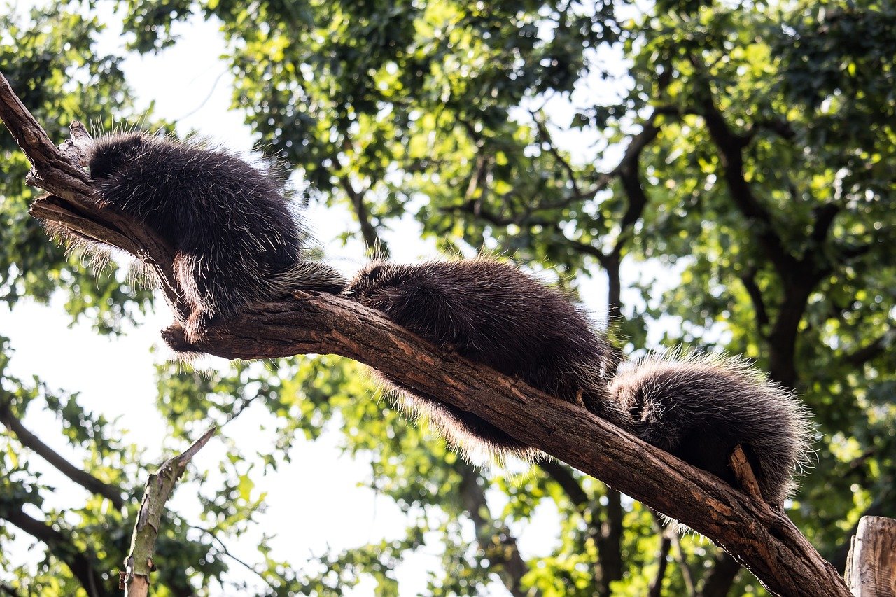 The Miracle of Porcupine Parenthood A Guide to Breeding