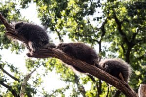 The Porcupine Family Tree Exploring Generations and Lineages