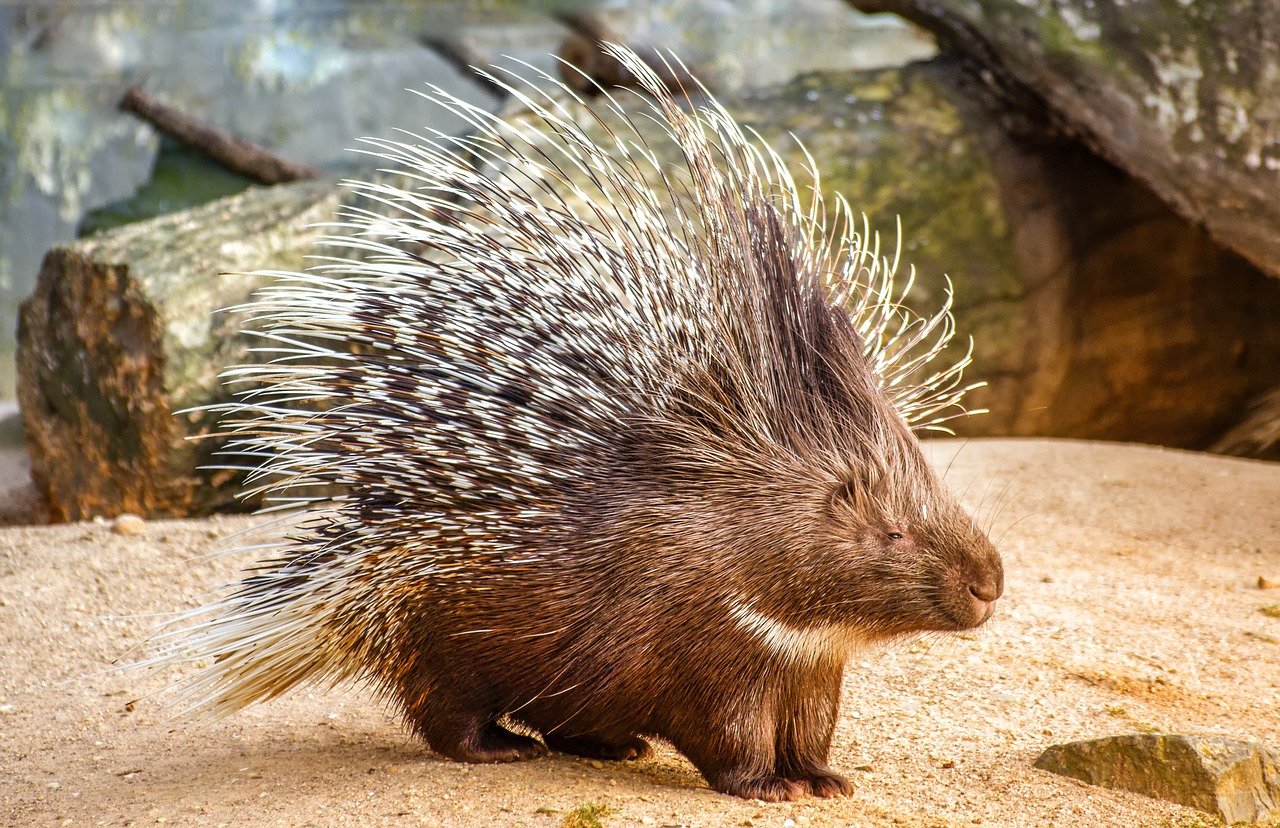 Understanding Porcupine Health Signs of a Happy and Healthy Companion